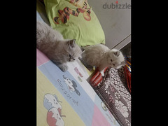 Shiraze and Persian Kitties - 6