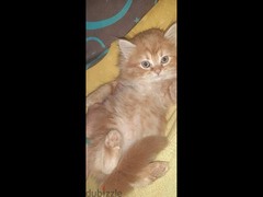 قطة شيرازي بيور - 6